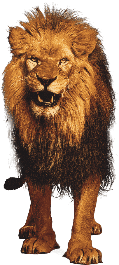fierce lion